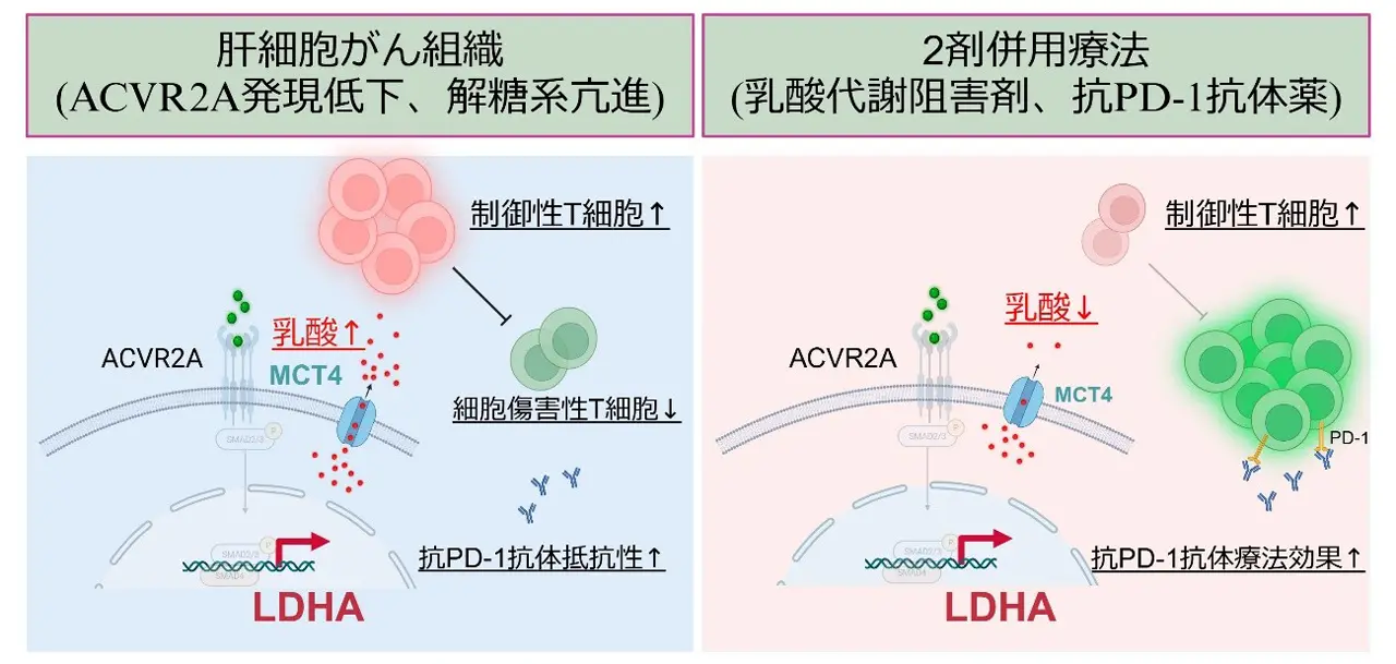 乳酸代謝を標的とした新規肝がん免疫治療戦略 | Science Tokyo - 東京