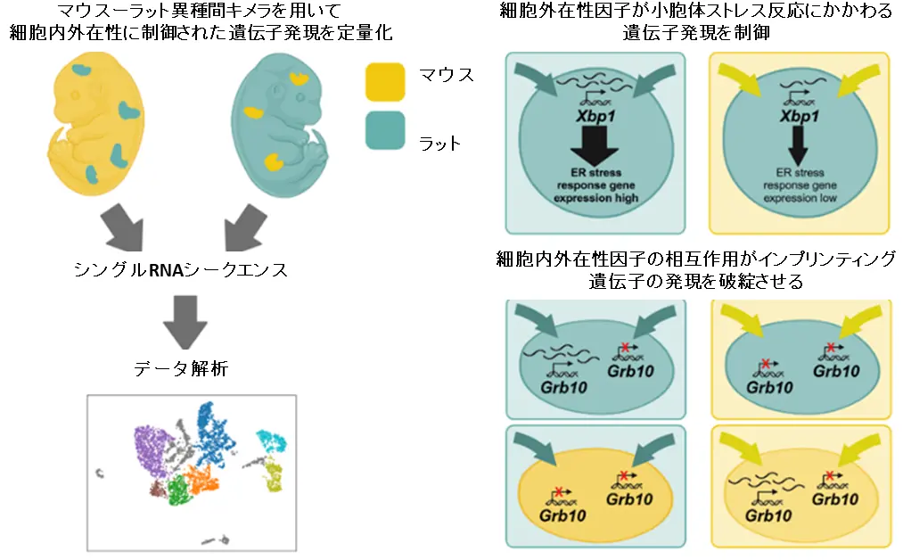 異種動物内での細胞のふるまいを解明—再生医療に新たな手がかり～ドナー細胞の遺伝子が“環境”に影響される仕組みを発見、臓器再生や移植医療への応用に期待～