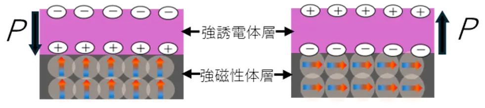 強誘電体の自発分極による強磁性体の保磁力の変化を確認～次世代低消費電力磁気メモリの構築へ前進～