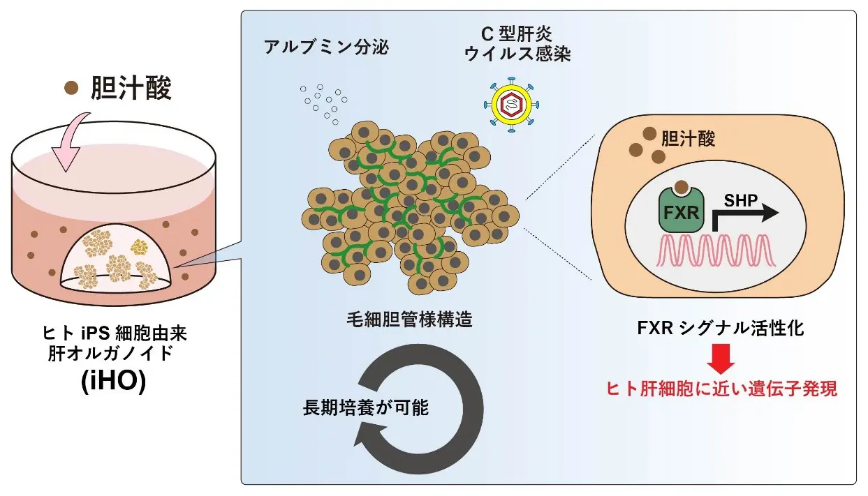 ヒトiPS細胞由来の新たな肝細胞オルガノイド 「iHO」を開発～慢性肝疾患研究と新治療法開発への応用に期待～