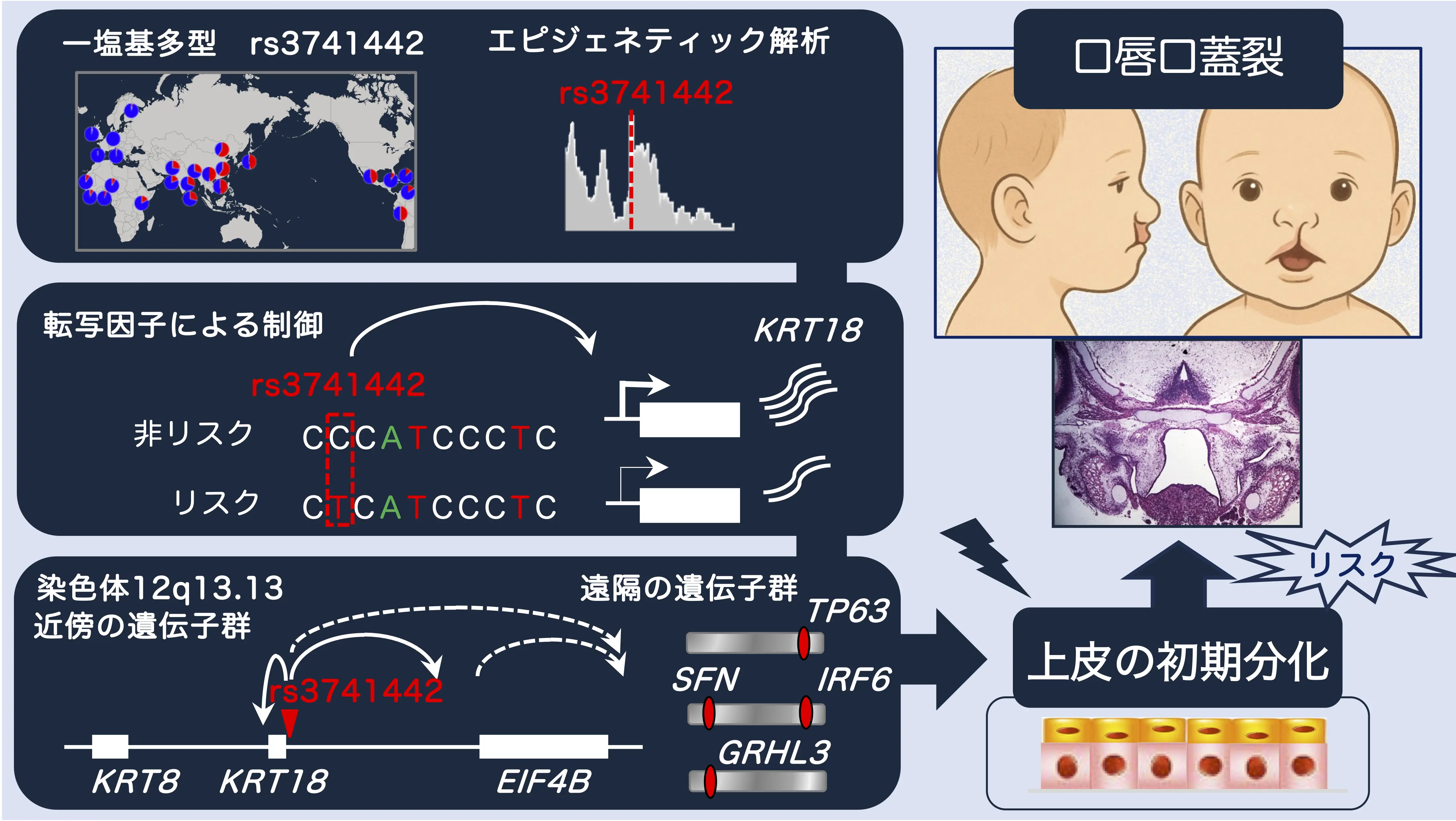 口唇口蓋裂やアトピー性皮膚炎の発症に関連する一塩基多型の機能的役割を解明～非コード領域にある1塩基の違いが、上皮初期分化を担う遺伝子発現制御の鍵を握る～