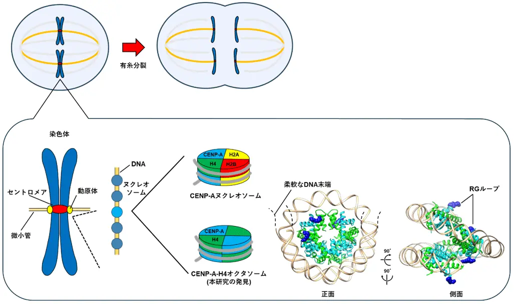 細胞分裂の基点となるセントロメアの新規クロマチン構造を提唱～CENP-A-H4オクタソームの発見と構造解明～