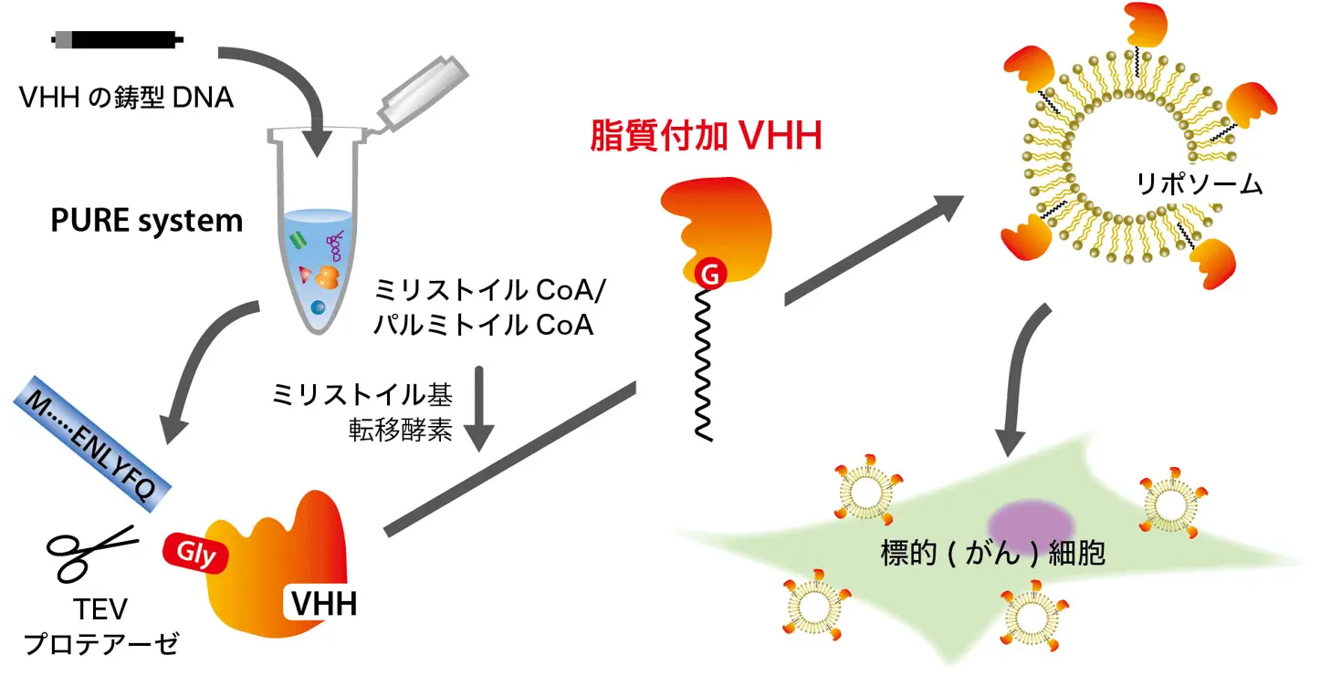 標的細胞を見分ける“スマートカプセル”：無細胞で抗体を固定化した