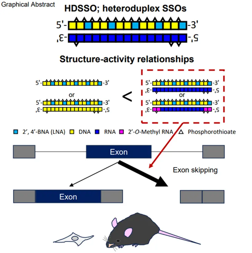 デュシェンヌ型筋ジストロフィーに対する 新規核酸医薬技術を開発～核内送達を高めた二本鎖型核酸で治療効果の向上を実証～
