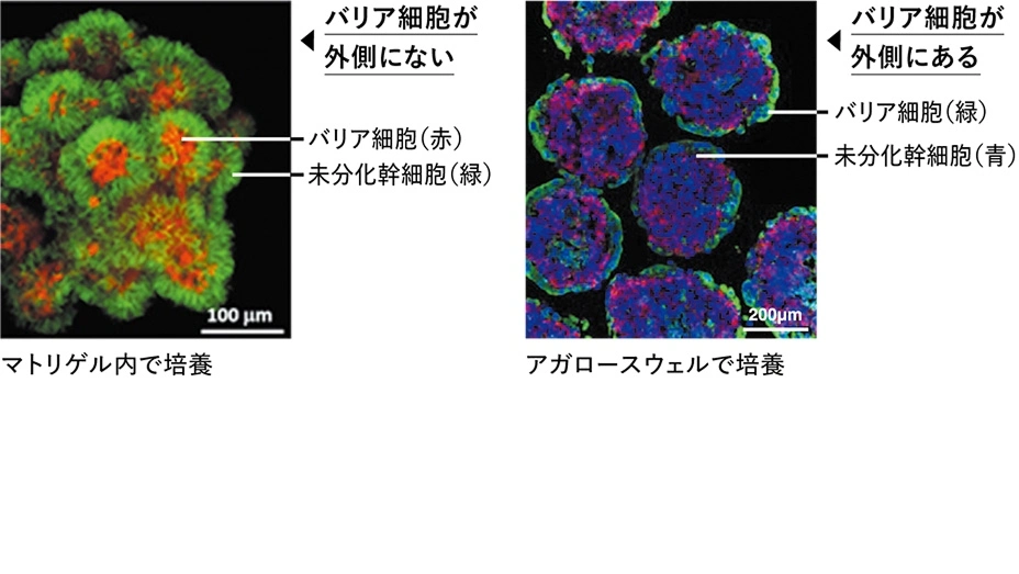 代替テキスト：マトリゲルとアガロース、それぞれで培養した胎盤オルガノイド
