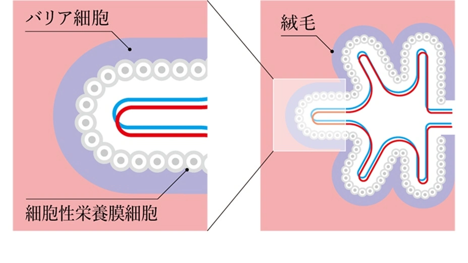 代替テキスト:有害物質を防ぐバリア機能