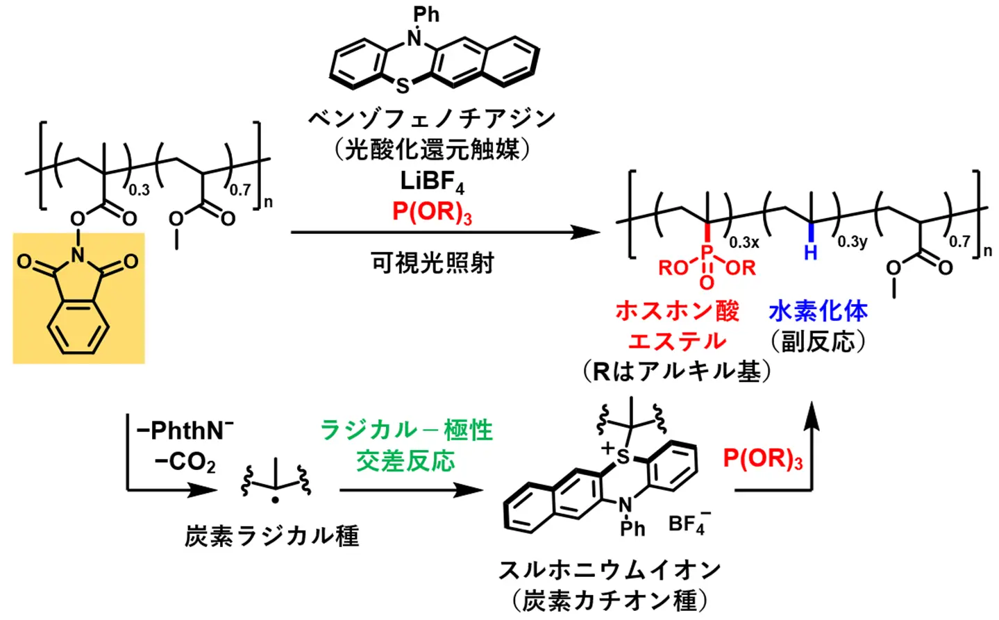 光を使って高分子を高付加価値化する手法を開発～機能性ホスホン酸エステルの導入に成功～