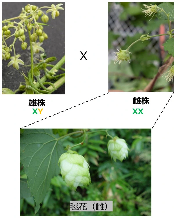 ホップの性決定システムの解明に成功