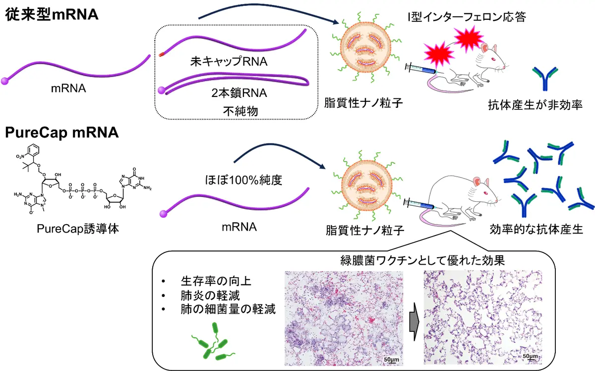 抗菌薬に代わる一手 PureCap技術でmRNAワクチン新時代へ～副作用の少ない効果的な緑膿菌mRNAワクチンの開発～