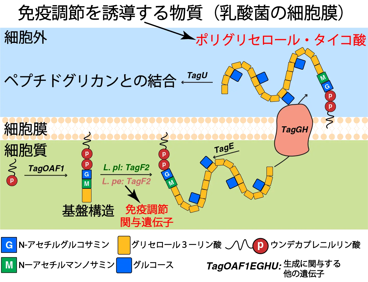 漬物由来の乳酸菌が持つ「免疫機能を調節する力」を解明～機能性食品等への応用が期待されるLactiplantibacillus属の比較ゲノム解析で明らかに～