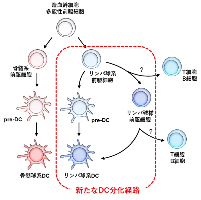 免疫の司令塔・樹状細胞に新種を発見 | Science Tokyo - 東京科学大学