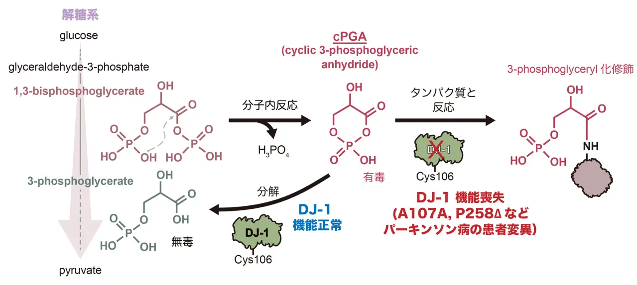 内在性の“毒”の分解がパーキンソン病の発症を抑える～DJ-1によるcPGA分解機構の発見がもたらす新展開～