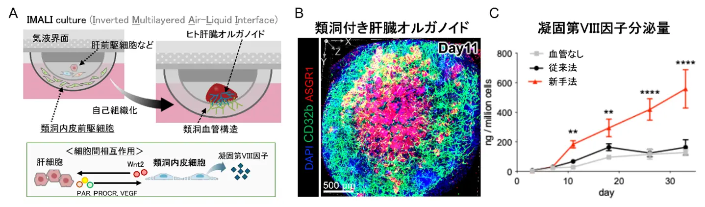 iPS細胞からヒト肝臓の類洞血管を再構築～凝固因子分泌能を高めたオルガノイドの創出により、血友病の出血症状を改善～