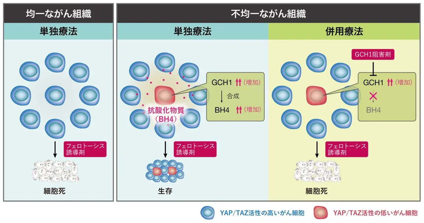 肺がん細胞の“助け合い”が治療効果を減弱させる新メカニズム～細胞間ネットワークによる防御と、その弱点を突く併用療法の可能性～