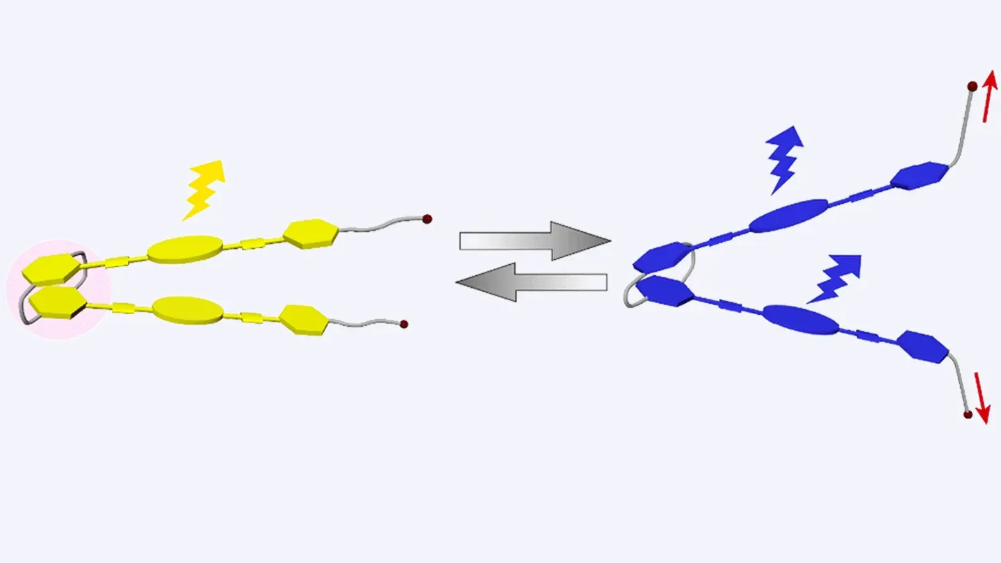 2.2]パラシクロファンの剛直性を利用したヒンジ型超分子