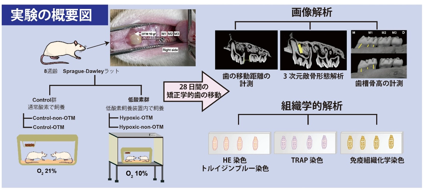 低酸素環境が矯正歯科治療に与える影響を解明～大気中酸素濃度の違いが歯の移動に及ぼすメカニズムを明らかに～