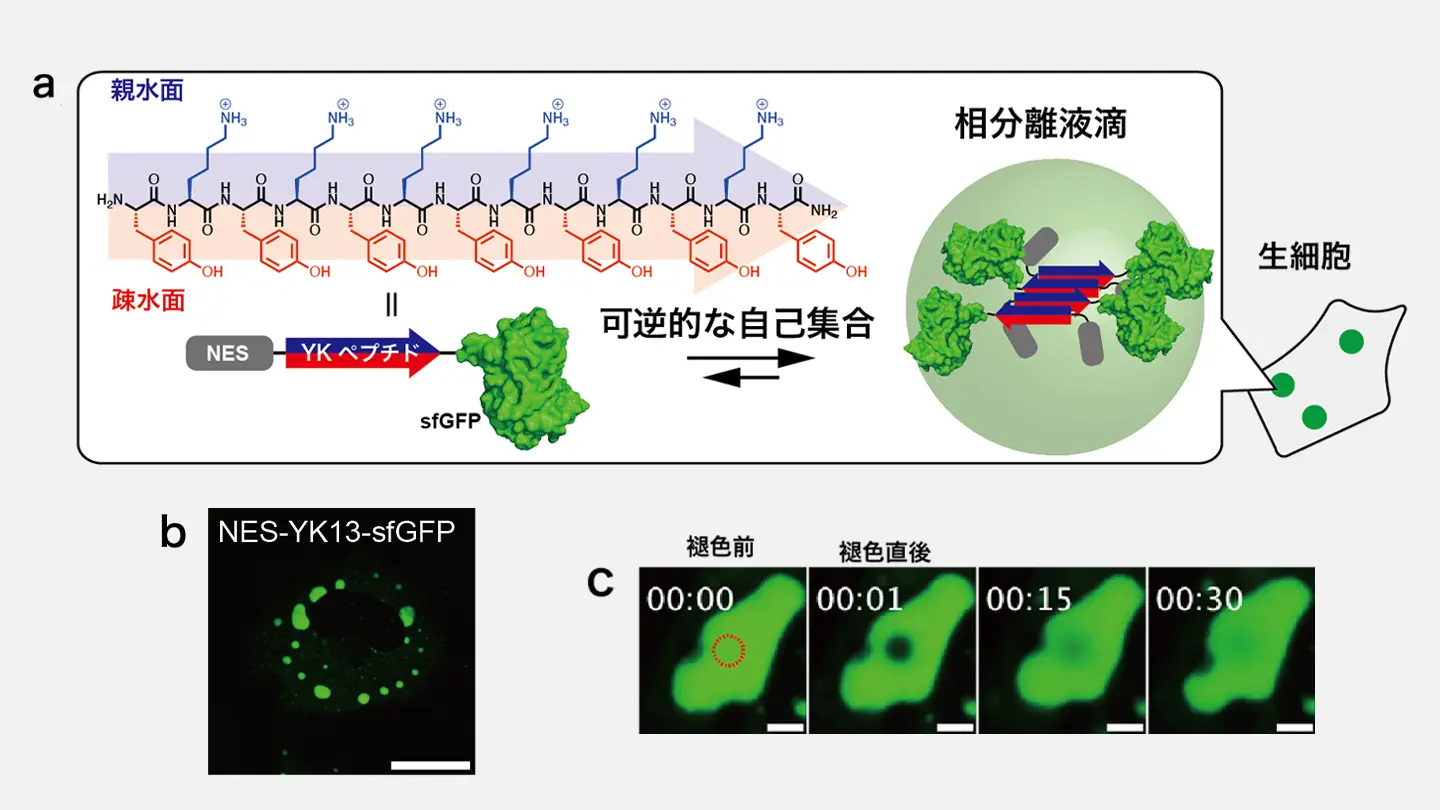 細胞内でタンパク質液滴を設計・構築する新技術 | Science Tokyo