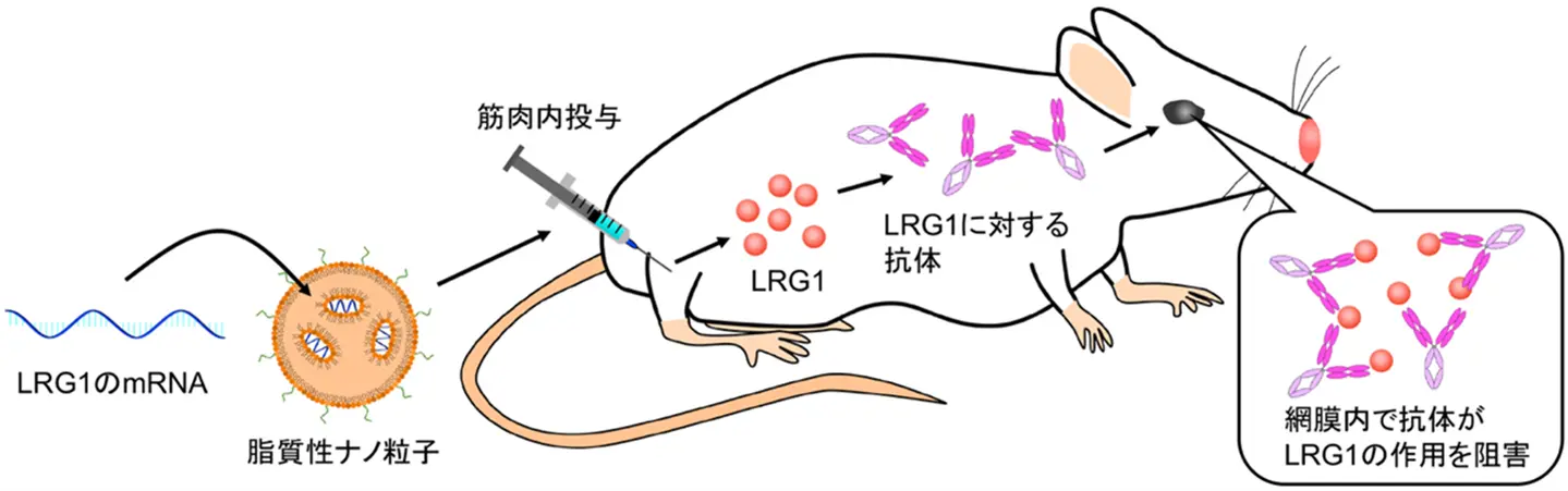 mRNAワクチンで進行性の眼の病気を治療～加齢黄斑変性に対する患者負担の少ない新たな治療へ～