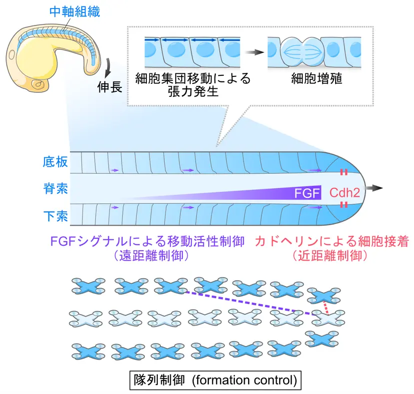 胚発生において「組織同士が協調的に伸長する仕組み」を解明～組織間の“隊列制御”により長さを揃えながら伸長～