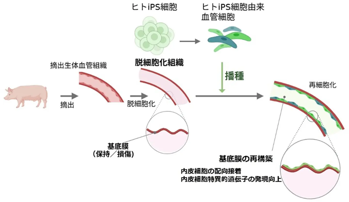 脱細胞化血管の微細構造が細胞機能を誘導することを発見～ヒトiPS細胞由来の血管内皮細胞による人工血管再生のための設計指針を提示～