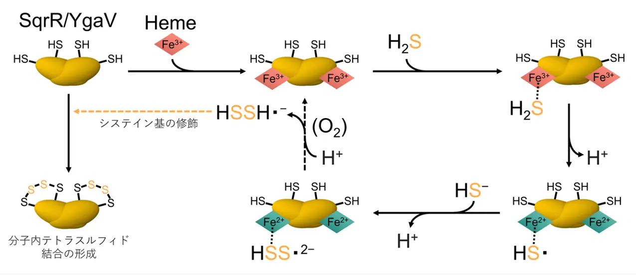 硫化水素が遺伝子の発現を制御する仕組みを解明～ヘムがタンパク質の硫黄修飾を触媒する～
