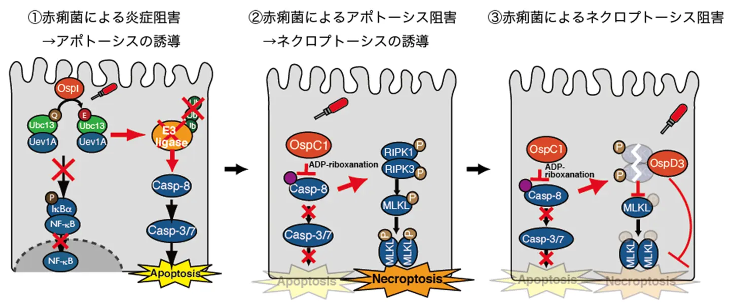 赤痢菌が細胞死を操る仕組みを解明～エフェクターたんぱく質は炎症を抑え細胞死を引き起こす「諸刃の剣」～