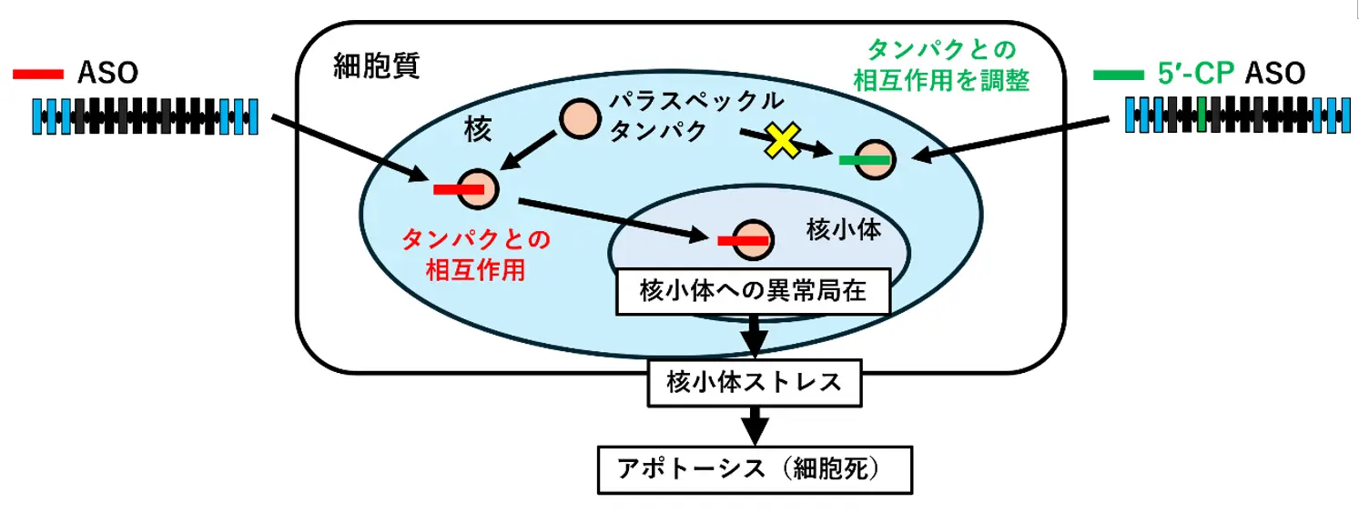 神経疾患治療用アンチセンス核酸医薬の安全性を高める新技術を開発