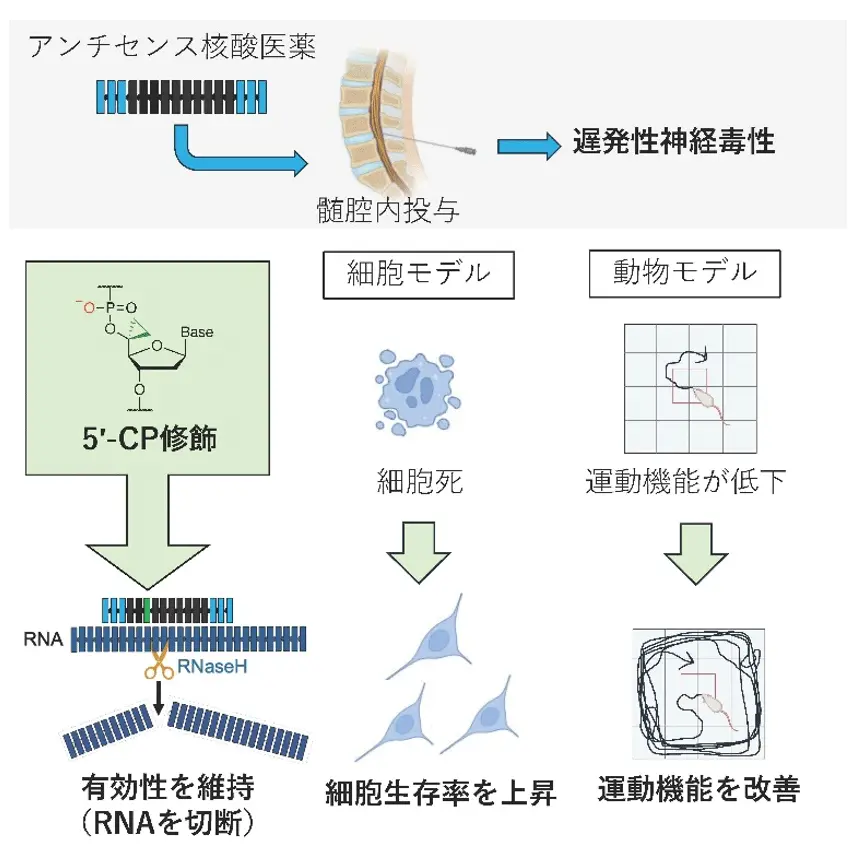 神経疾患治療用アンチセンス核酸医薬の安全性を高める新技術を開発
