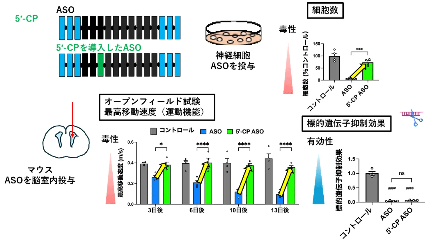 神経疾患治療用アンチセンス核酸医薬の安全性を高める新技術を開発