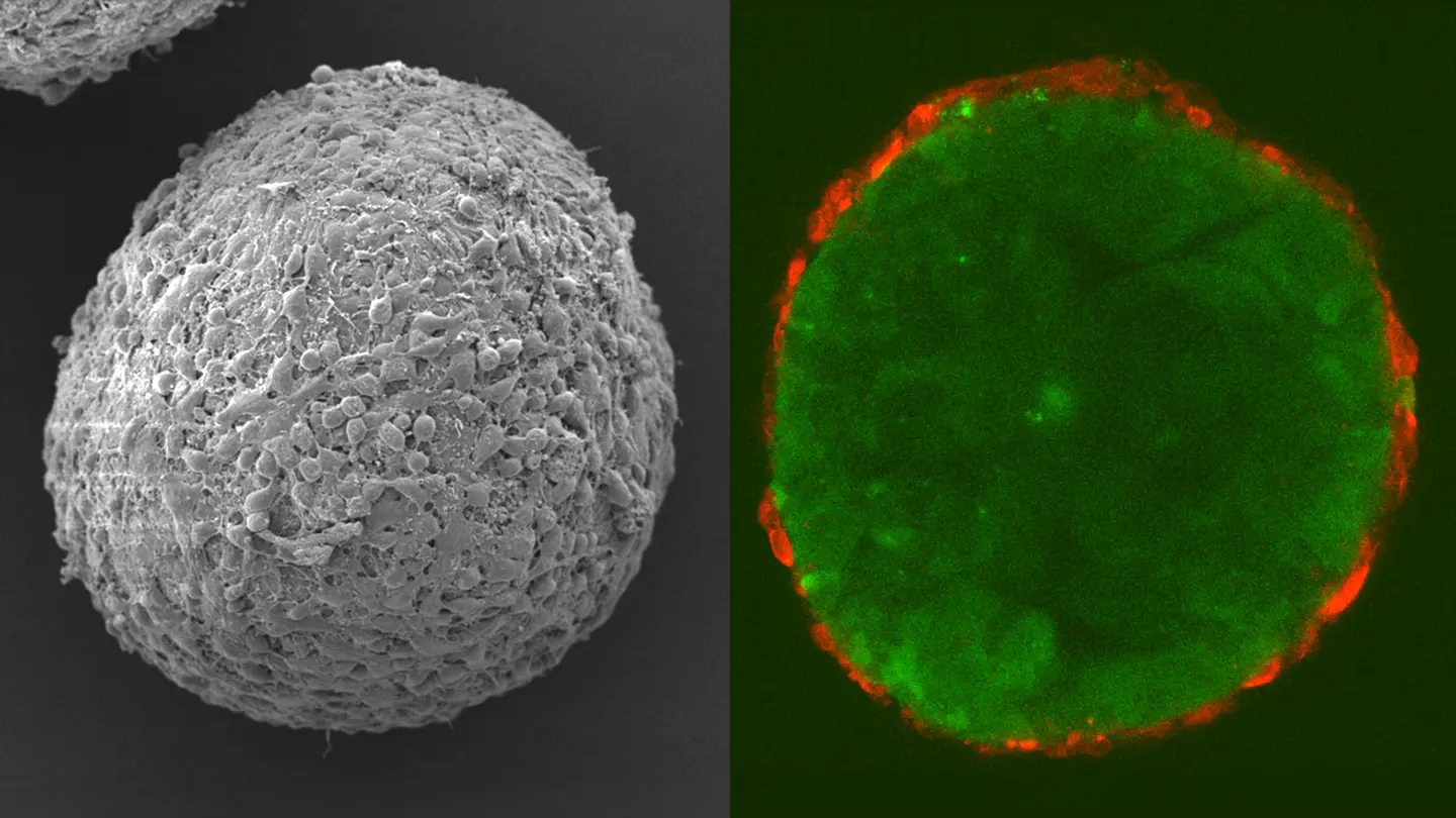 ヒト肝臓の細胞間クロストークを解明 | Science Tokyo - 東京科学大学