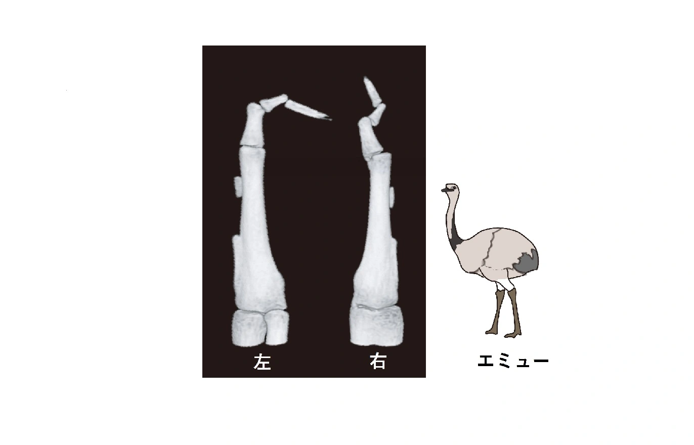 エミューの翼の骨格