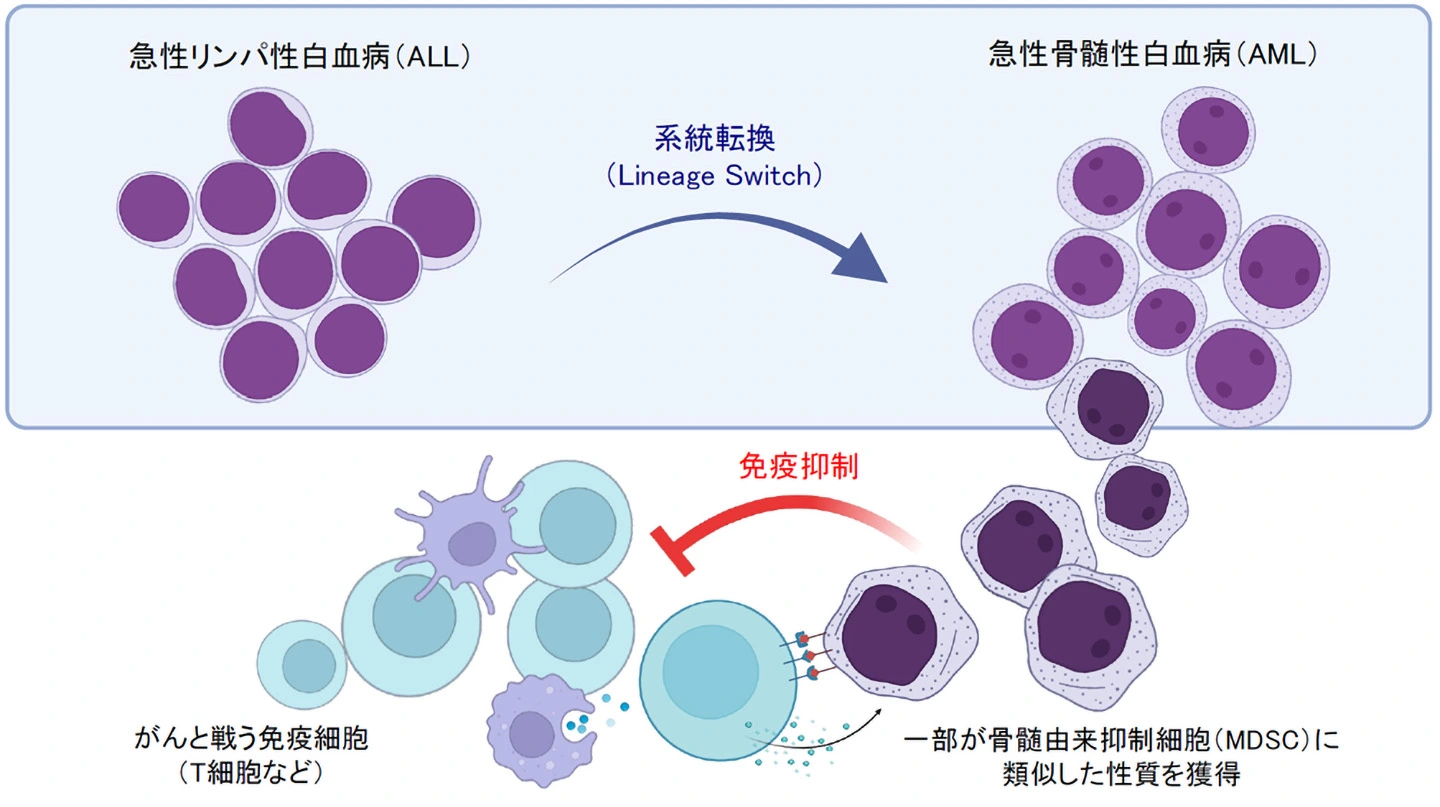 白血病の“系統転換再発”による免疫逃避 | Science Tokyo - 東京科学大学