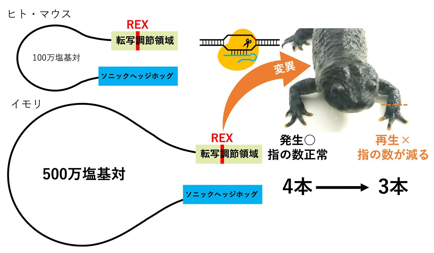巨大ゲノムにおける遺伝子の転写制御
