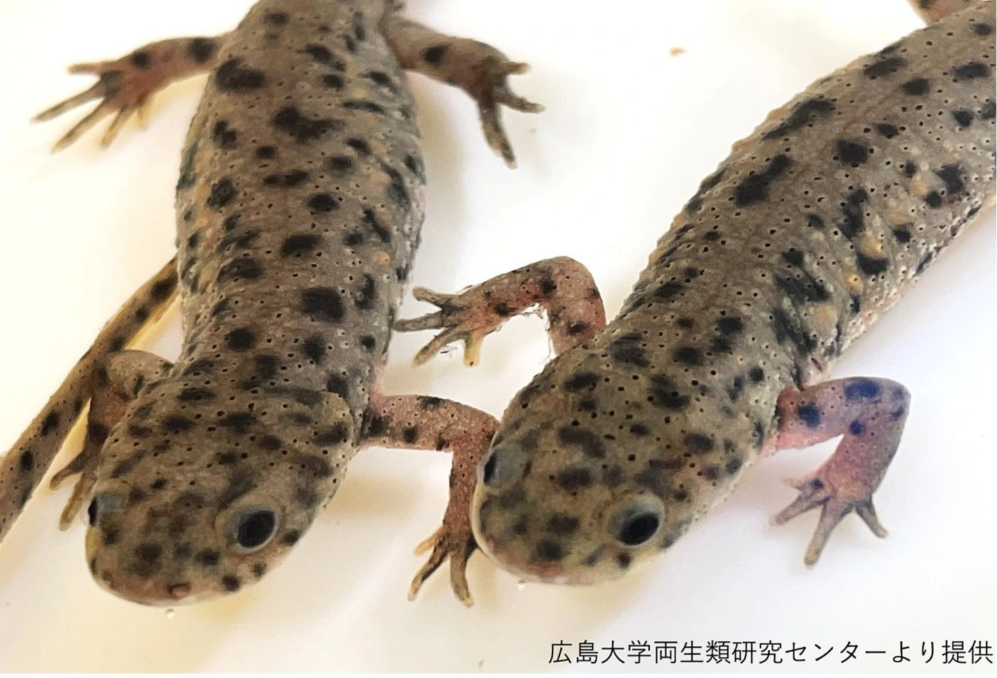 広島大学両生類研究センターより提供