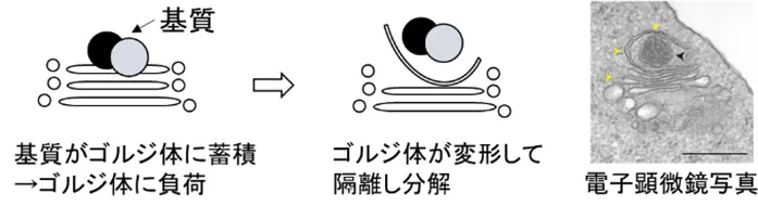 細胞内分解システムGOMEDの新しい基質認識機構を解明～OPTNとK33ユビキチンが赤血球のミトコンドリア除去や細胞膜タンパク質分解を制御～