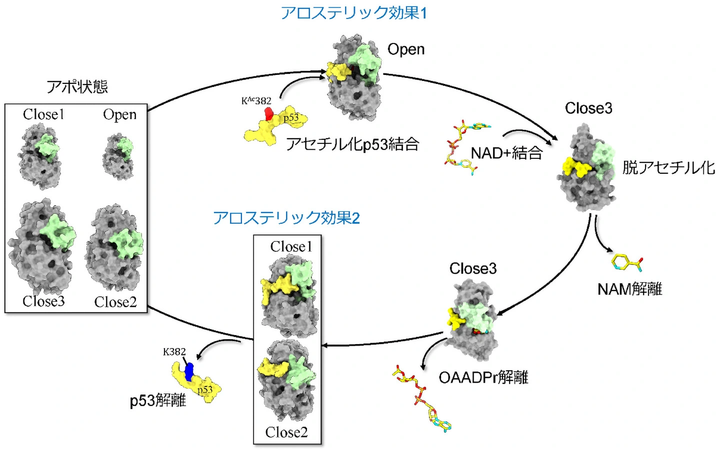 Tandem allosteric effect in Sir2
