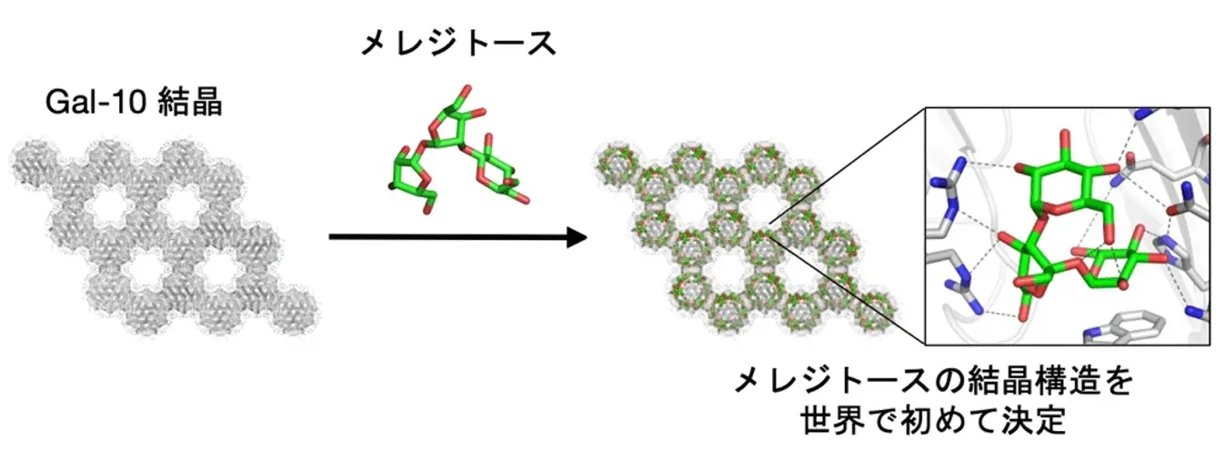 タンパク質結晶内でゆらぐ糖分子を観る～糖分子ダイナミクスを可視化するバイオマテリアル技術～