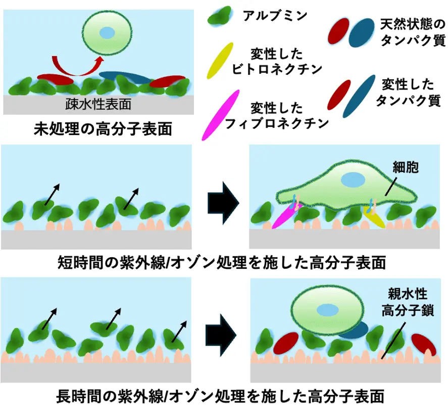 紫外線・オゾンによる細胞足場材料の条件最適化機構の解明～材料の物理化学的変化から細胞応答までのプロセスを解析～