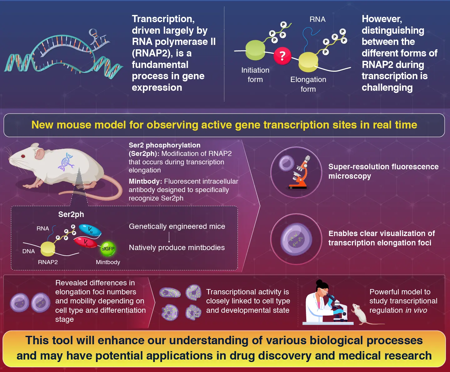 Organization and Dynamics of Transcription Elongation Foci in Mouse Tissues