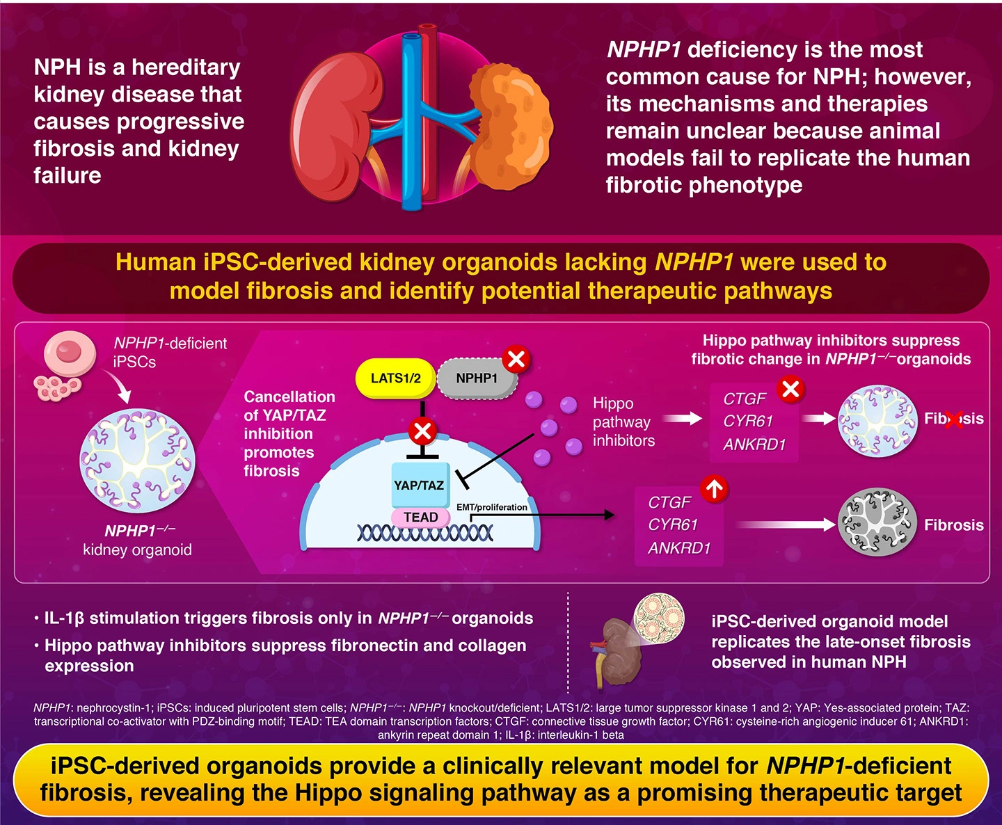 iPSC-derived organoids provide a clinically relevant model for NPHP1-deficient fibrosis, revealing the Hippo signaling pathway as a promising therapeutic target