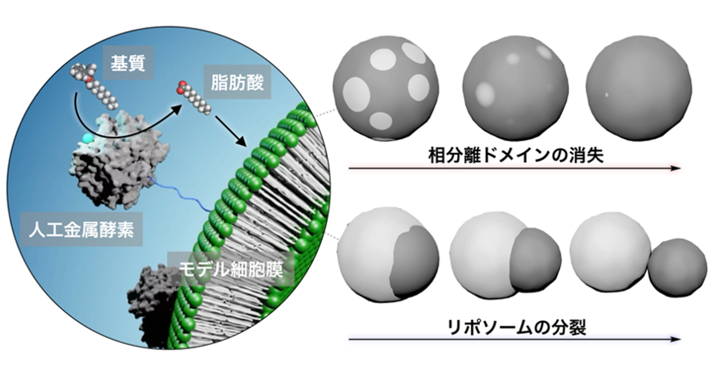 化学反応を利用して人工細胞膜のダイナミクスを制御～人工生命の創出や生体膜関連疾患治療への応用に期待～