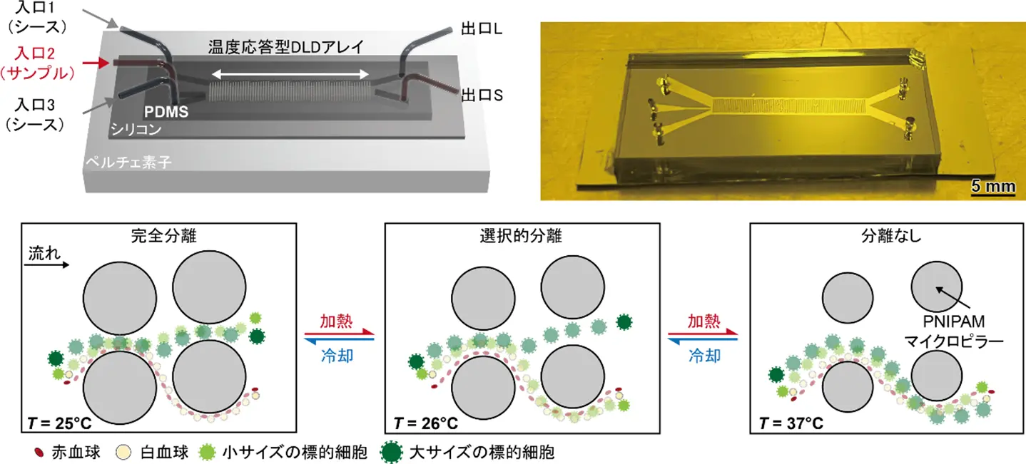 温度で細胞を自在に分ける細胞選別チップを開発～1台で複数分離モードを実現。がん診断・再生医療応用に期待～