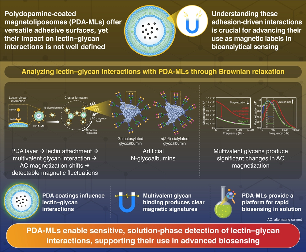 Uncovering the dynamics of sugar-protein interactions