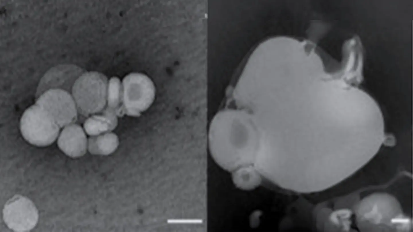 環境が駆動する原始細胞の「成長・選択・遺伝」の究明へ | Science