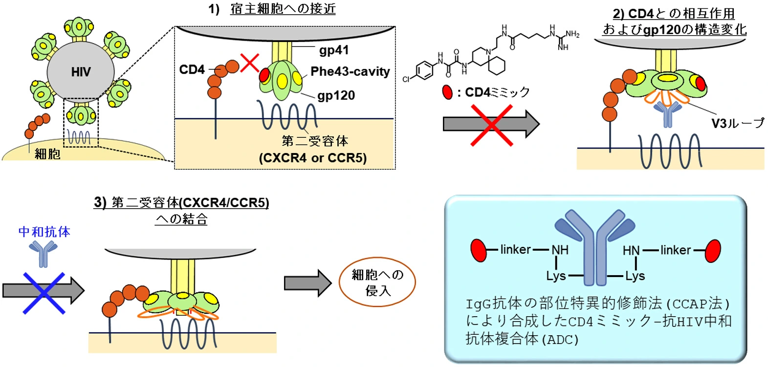 HIV感染症に対する新しい抗体薬物複合体(ADC)を開発～ウイルスの侵入を阻む新しい作用機序で根治を目指す治療薬候補に～