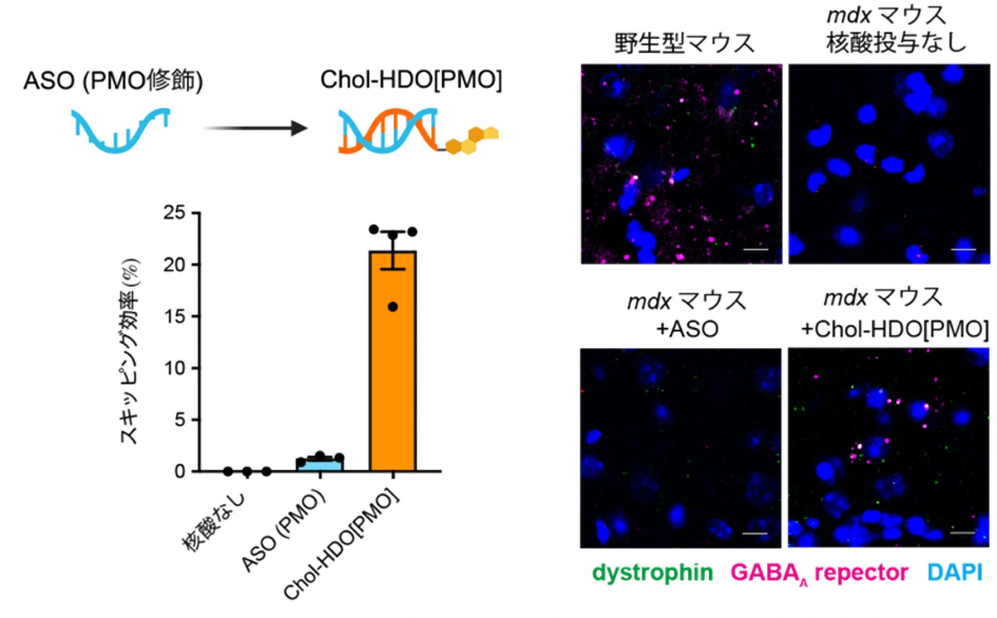 中枢神経で高効率に作用する新規核酸医薬を開発～リポタンパク質利用型デリバリーにより脳・脊髄で高い効果を発揮～