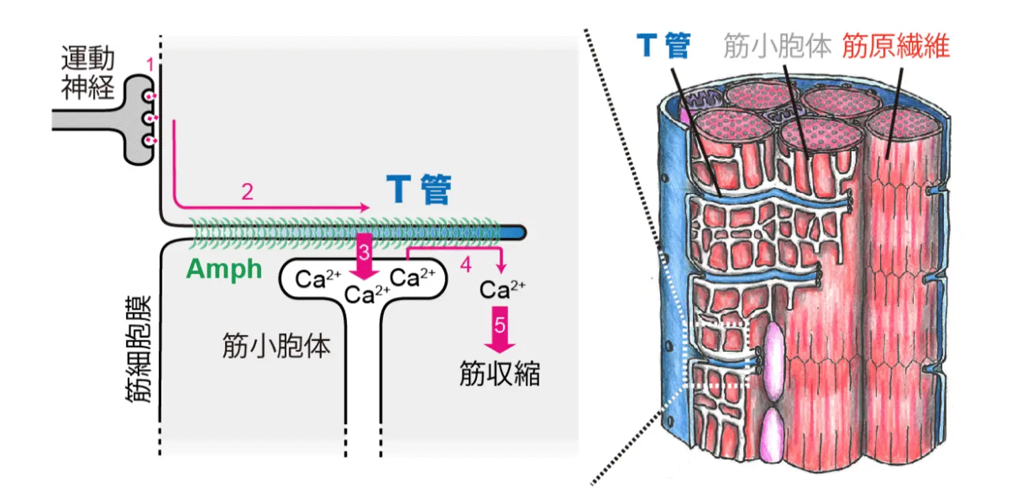 筋収縮に不可欠な“横行小管”をつくる新たな仕組みを解明～生体膜変形のメカニズムに新たな知見～