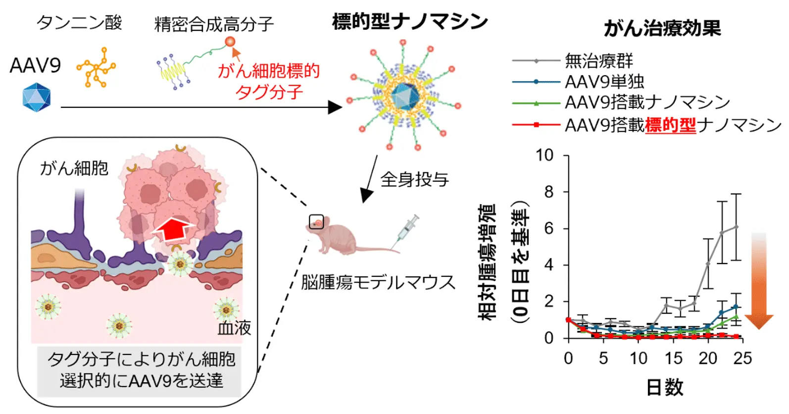 脳腫瘍にピンポイントで治療用ウイルスベクターを届けるナノマシン～投与量の削減により有効性と安全性の高いがん遺伝子治療を実現～