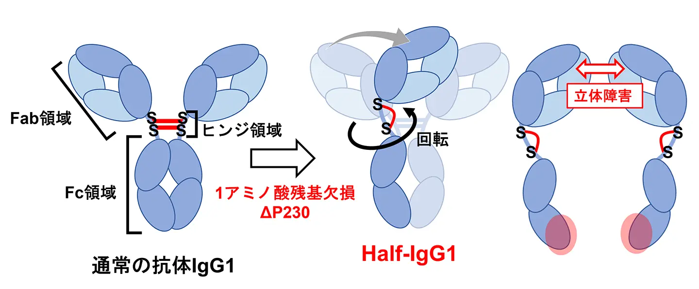 抗体全体のかたちと機能の鍵となるヒンジ領域～免疫反応をピンポイントで制御する抗体医薬の設計に期待～