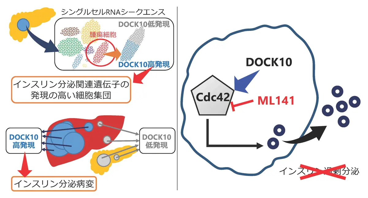 インスリノーマのインスリン過剰分泌を制御する原因遺伝子DOCK10を発見～新規診断マーカーの同定と治療標的の提示、糖尿病研究への応用にも期待～
